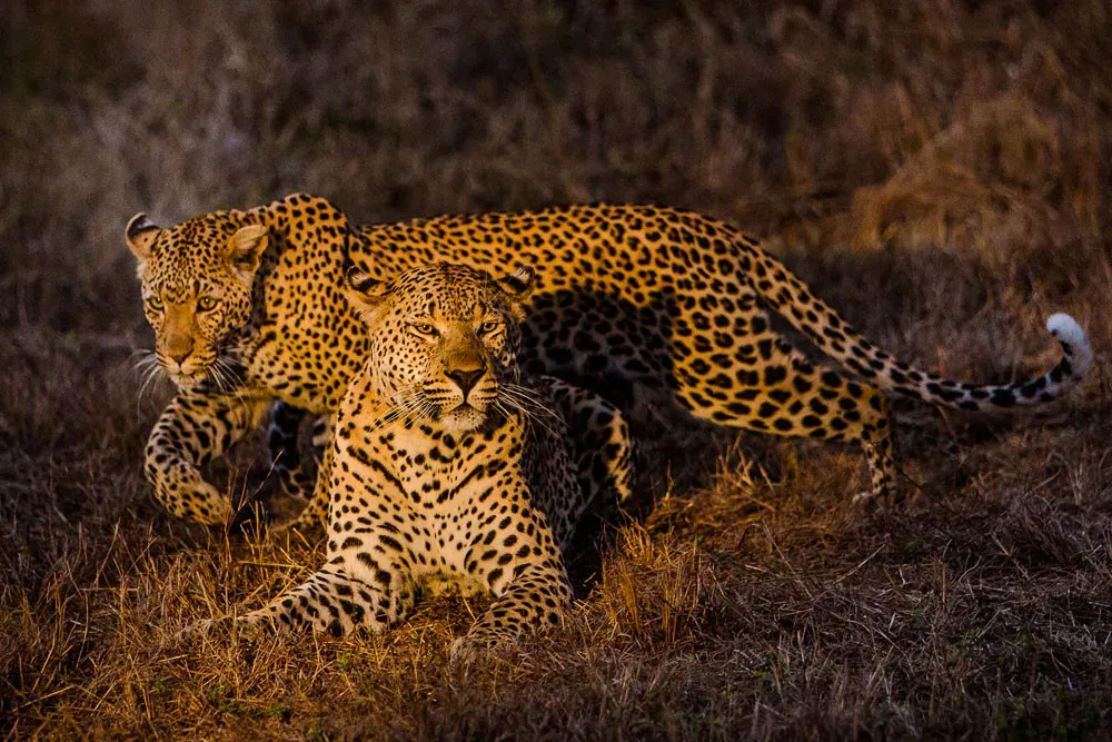 Safari Sabi Sabi Bush Lodge