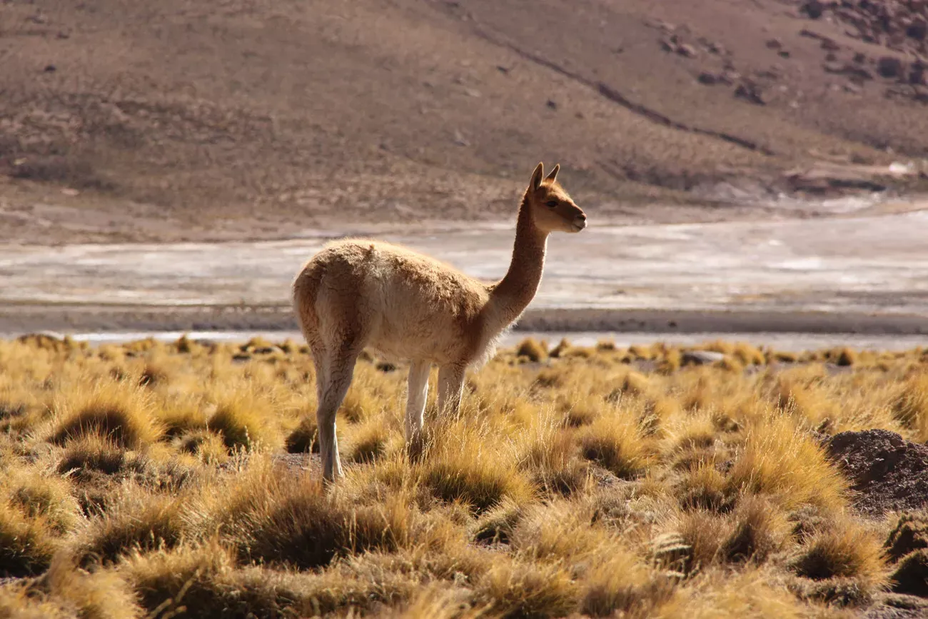 Atacama, Pucon e Santiago