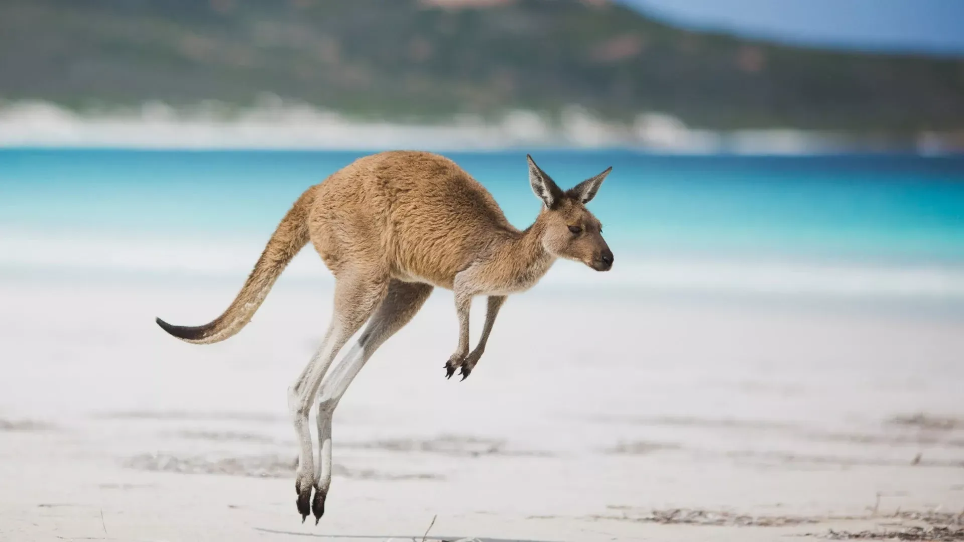 Austrália, Fiji e Nova Zelândia
