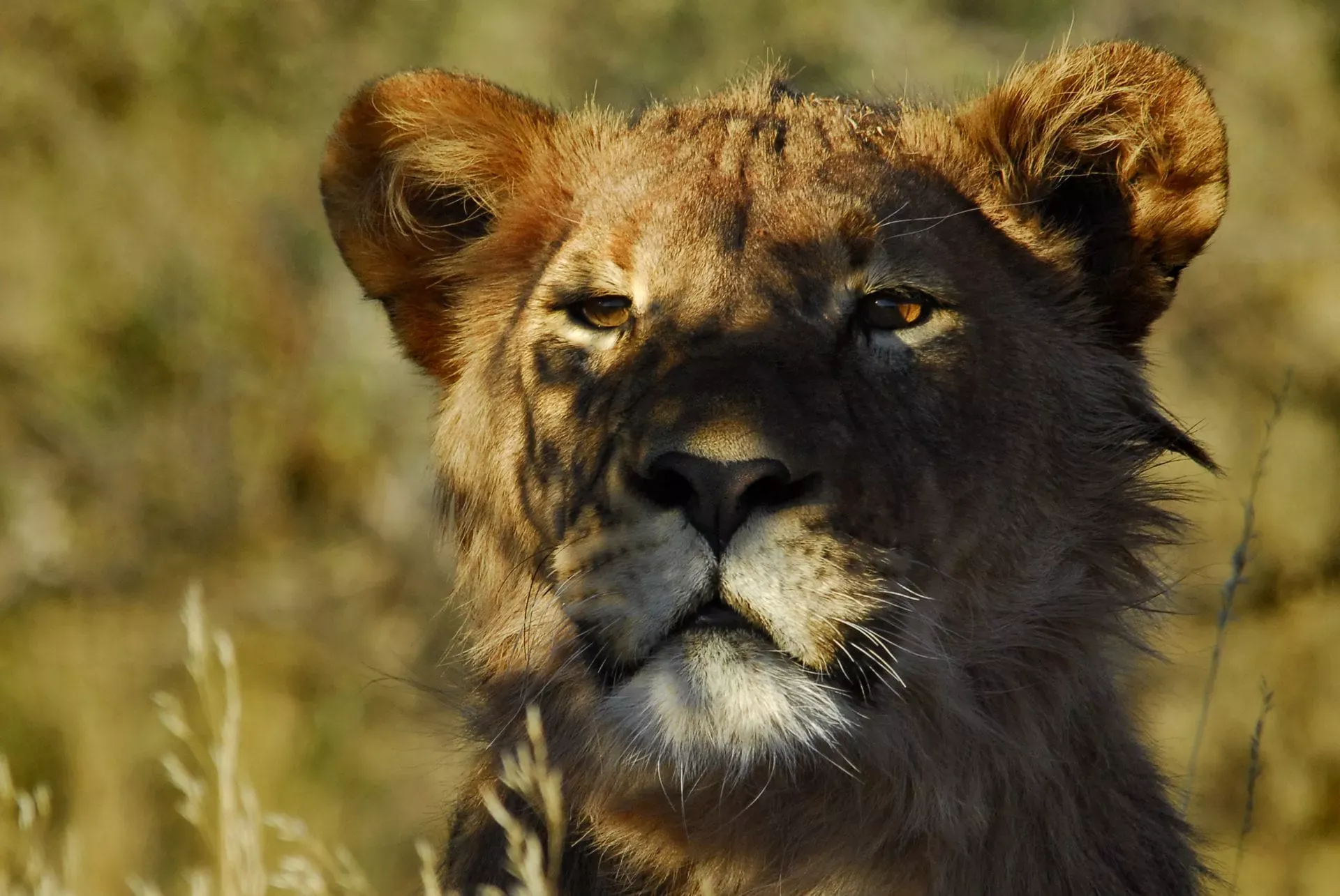 Safári África do Sul e Kalahari