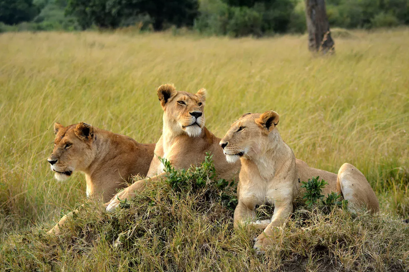 Quênia & Tanzânia Safari para Famílias
