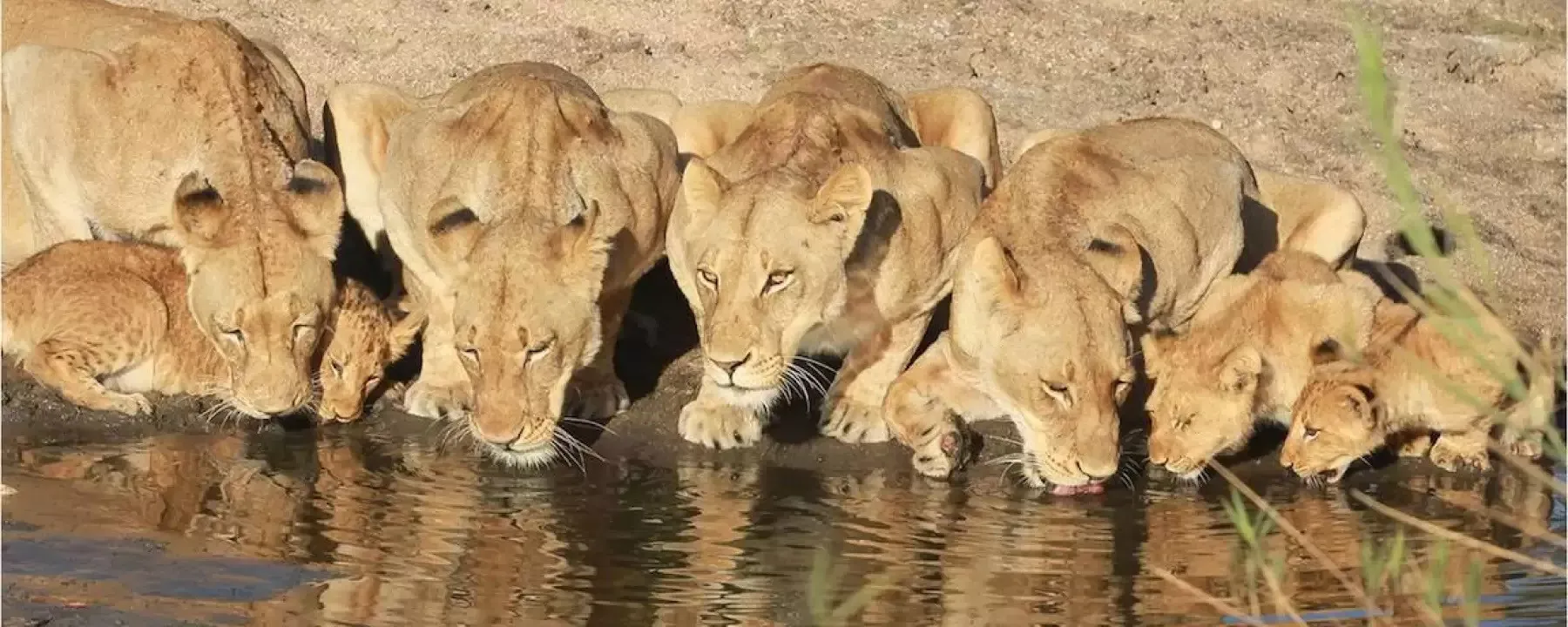 África do Sul e Victória Falls em Alto Estilo