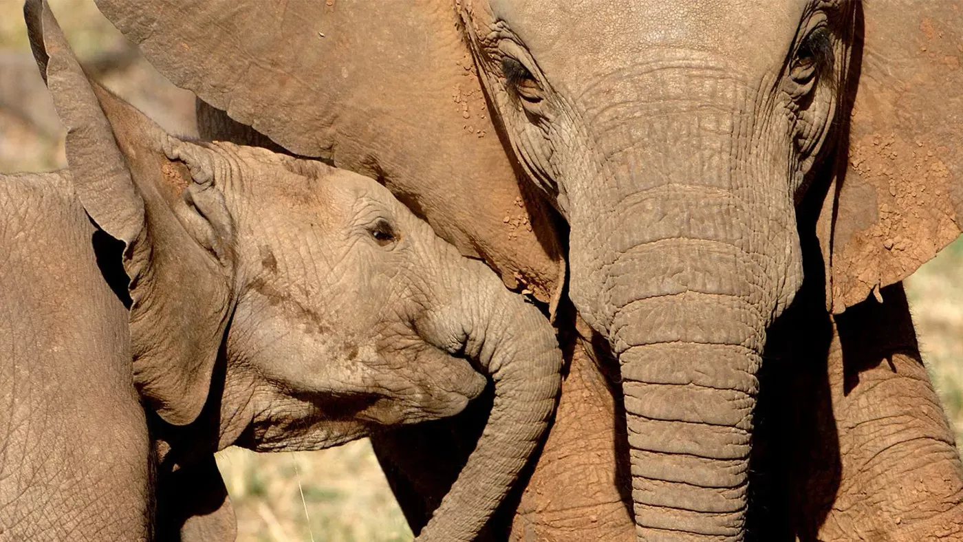 África do Sul Filantrópica by andBeyond 