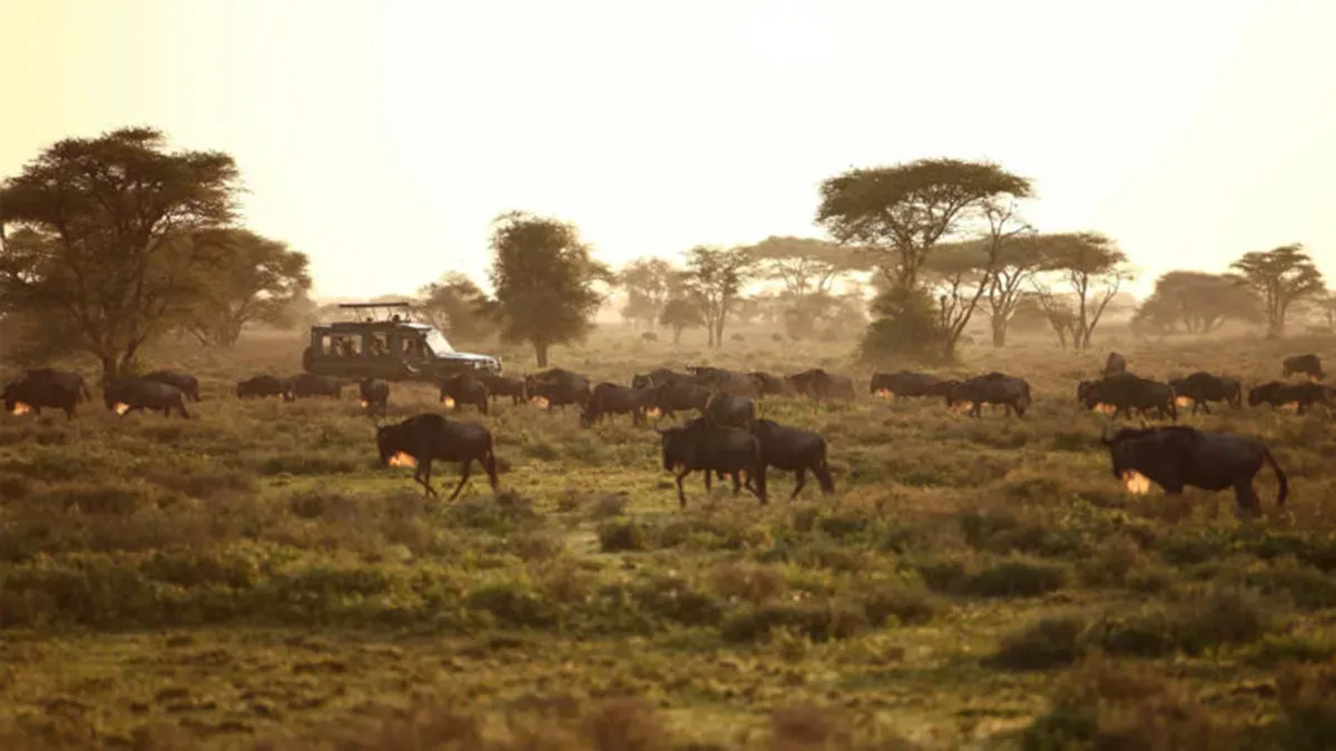 Quênia Safari em Família by andBeyond