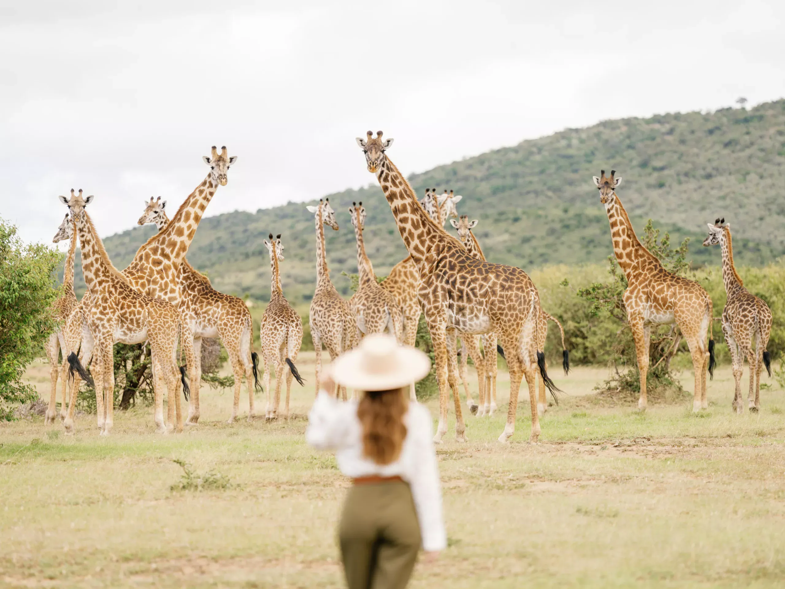 Grande Migração by Bushtops Camp 