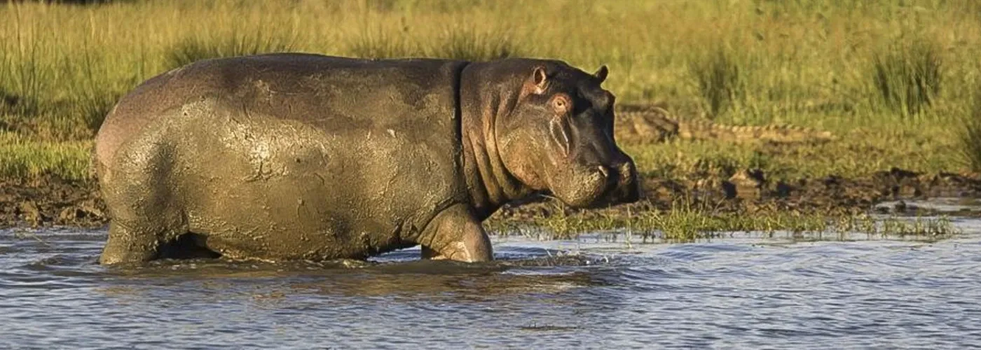 Safari Luxury em Phinda e Sabi Sand