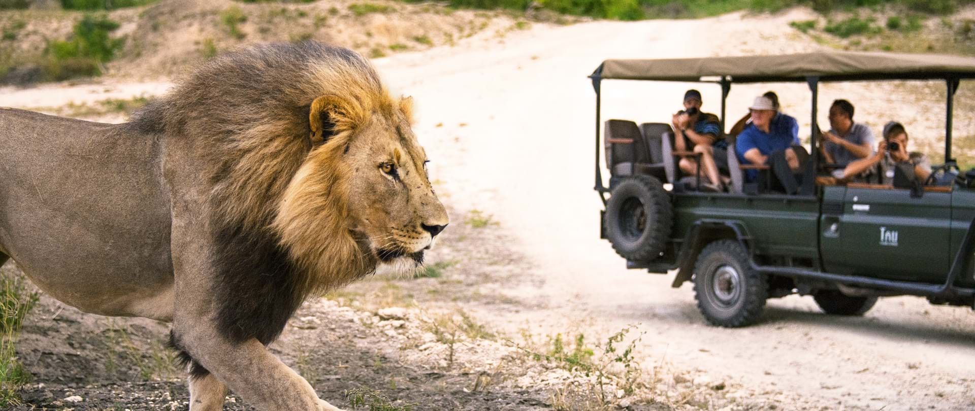 Cape Town & Safári na Reserva Privativa de Madikwe