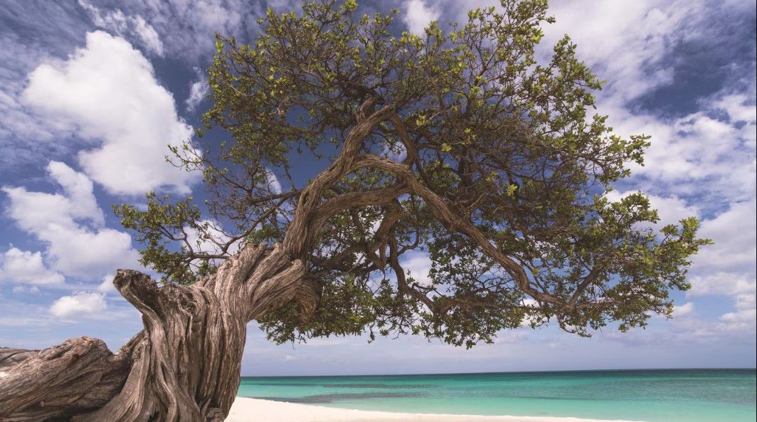 Aruba no The Ritz-Carlton Aruba