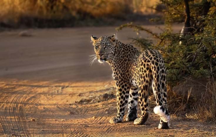 Cape Town & Safári na Reserva Privativa Shamwari