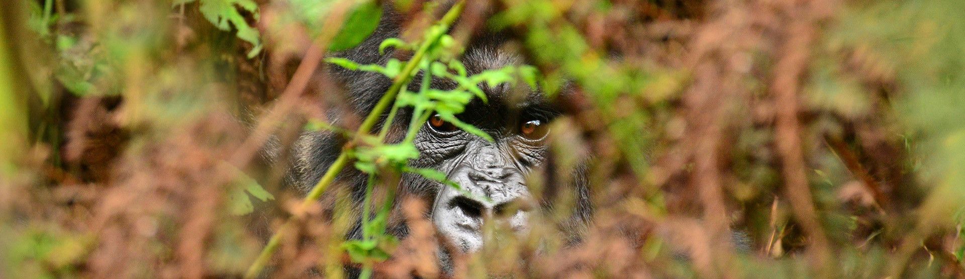 Ruanda Primate Safari