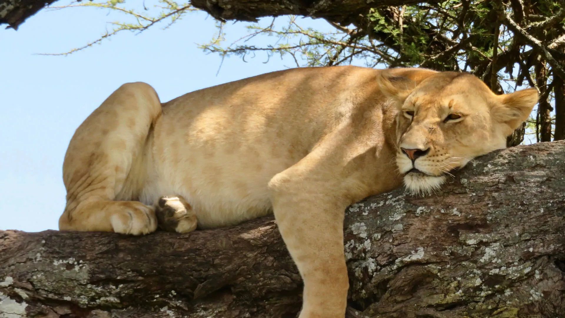 Simply Kenya & Tanzania 