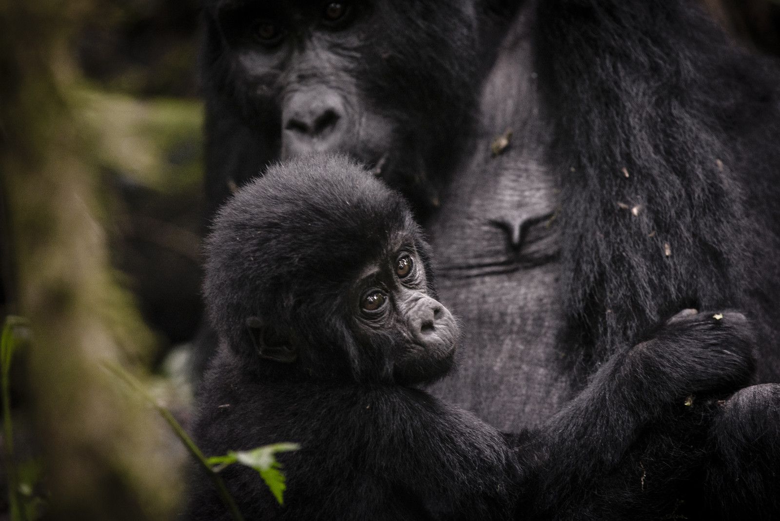 Clouds Mountain Gorilla 